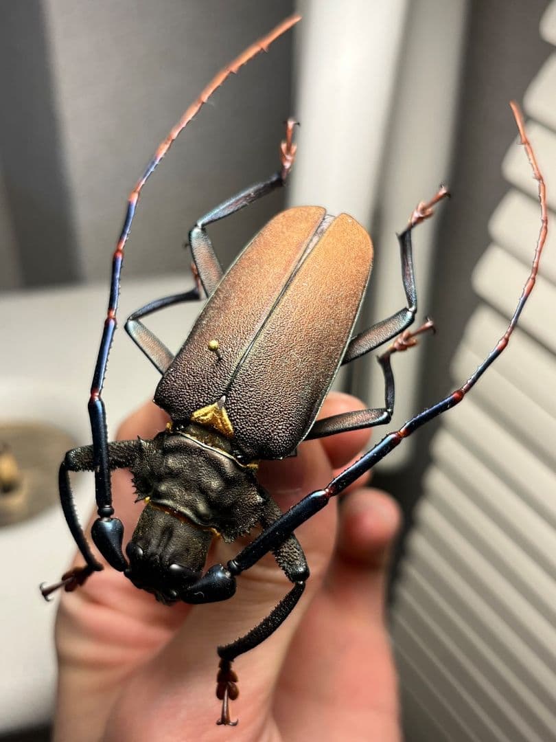 【63mm】Mallaspis カミキリ 標本ナンベイオオタガメ ハナムグリ