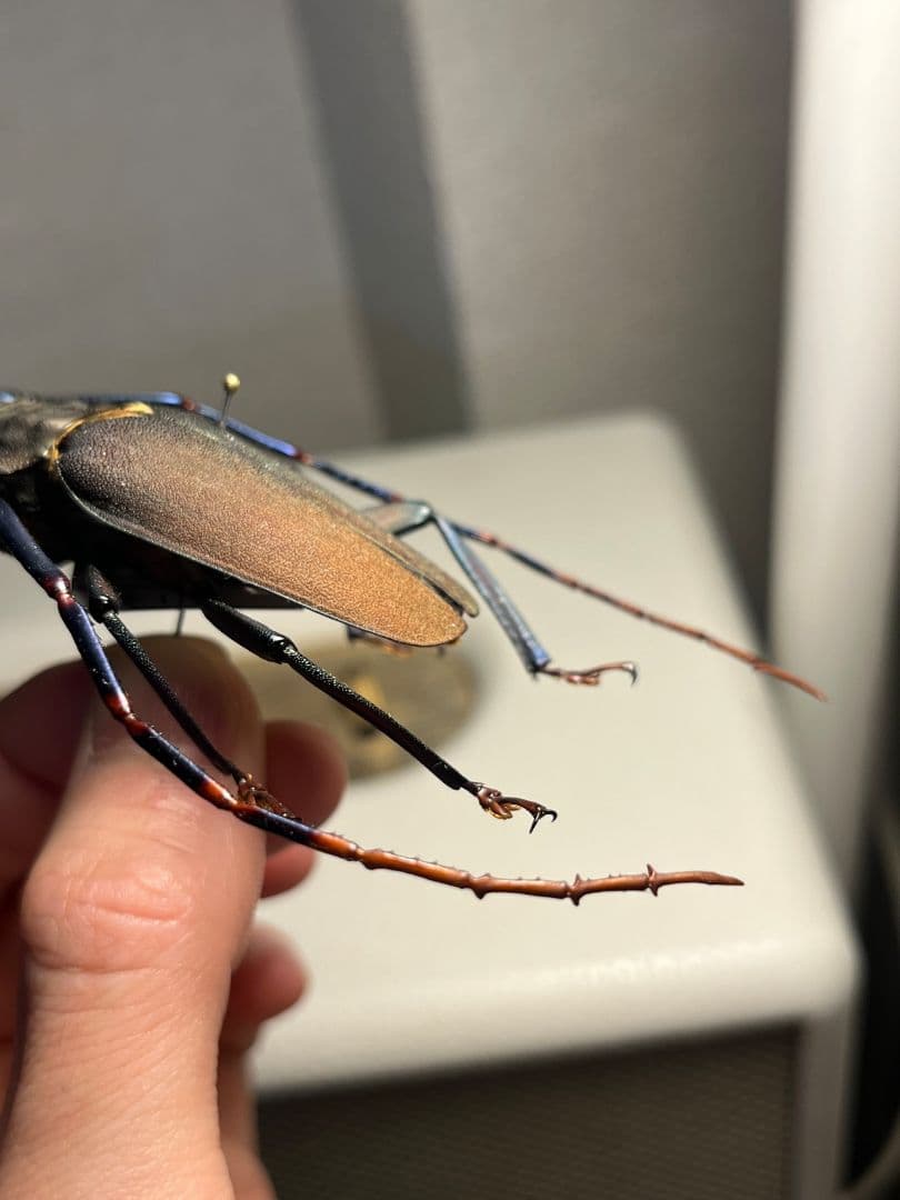 【63mm】Mallaspis カミキリ 標本ナンベイオオタガメ ハナムグリ