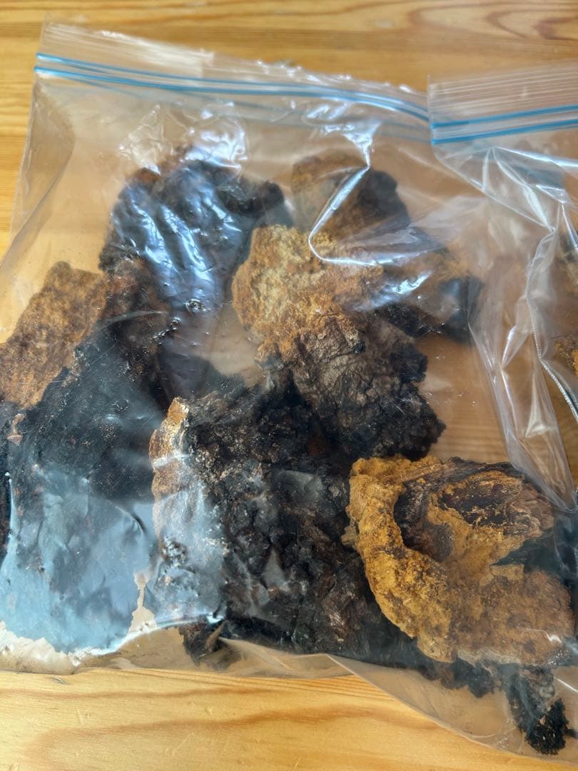 カバノアナタケ　北海道　道東産　1.5k