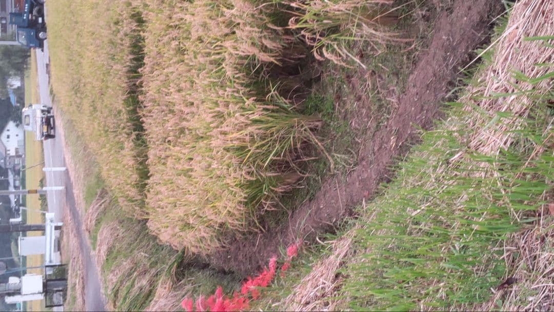 玄米キヌヒカリ　30キロ　兵庫県産