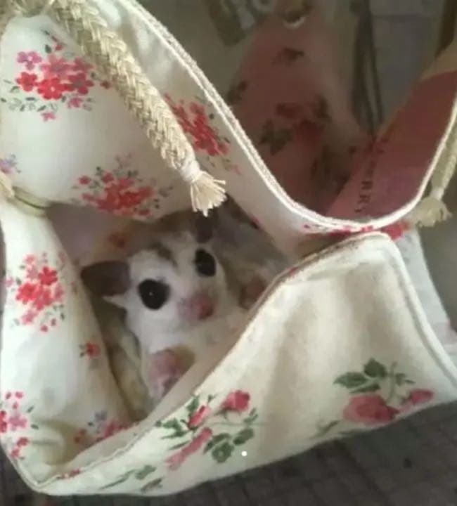 モモンガハウス（パンダ・熊柄）春・秋仕様    1950円