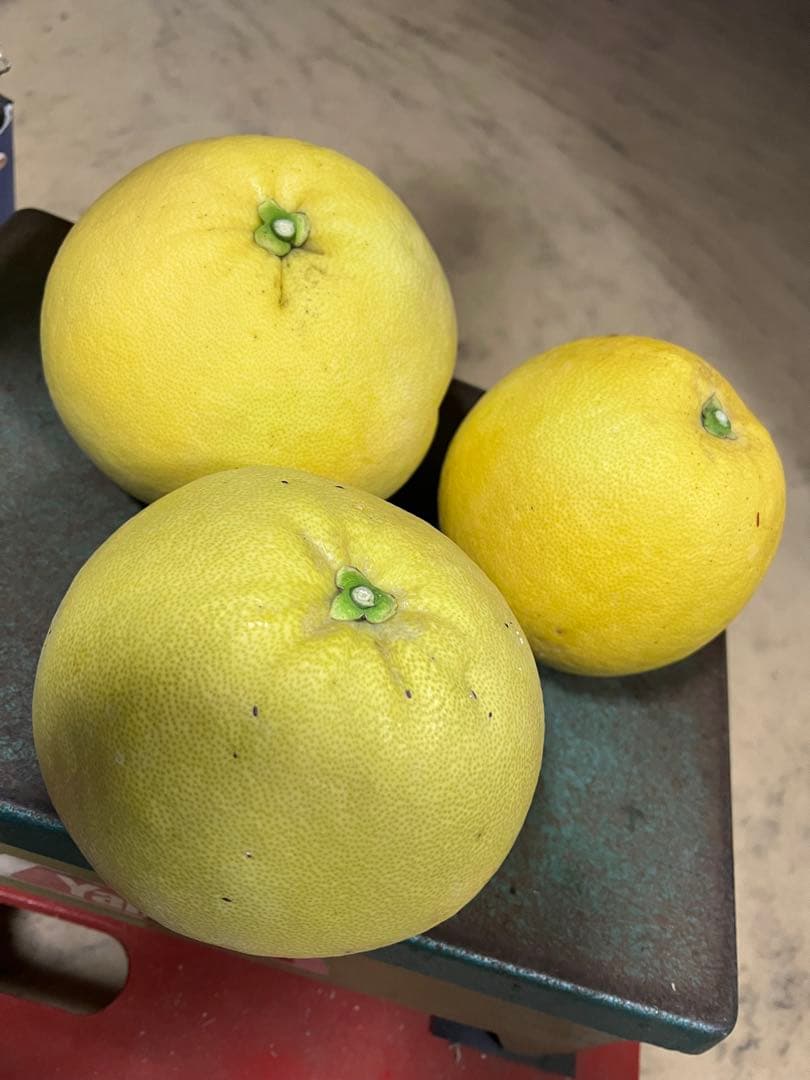 チャンドラポメロ　文旦　ウチムラサキ　8kg