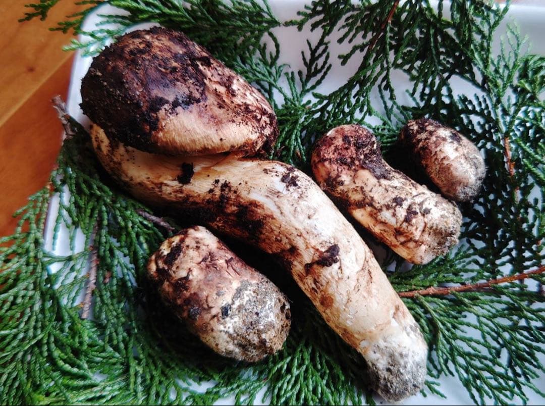 国産松茸 140g 4本 兵庫北部 但馬産 特上 10/25 14:00