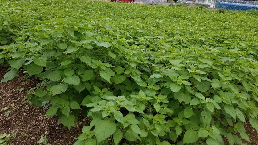 えごま油 　低温圧搾　100％国産　110g ✕５本