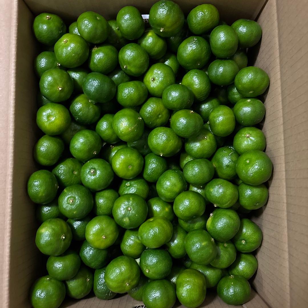 みったん　大粒シークヮーサー　農薬不使用