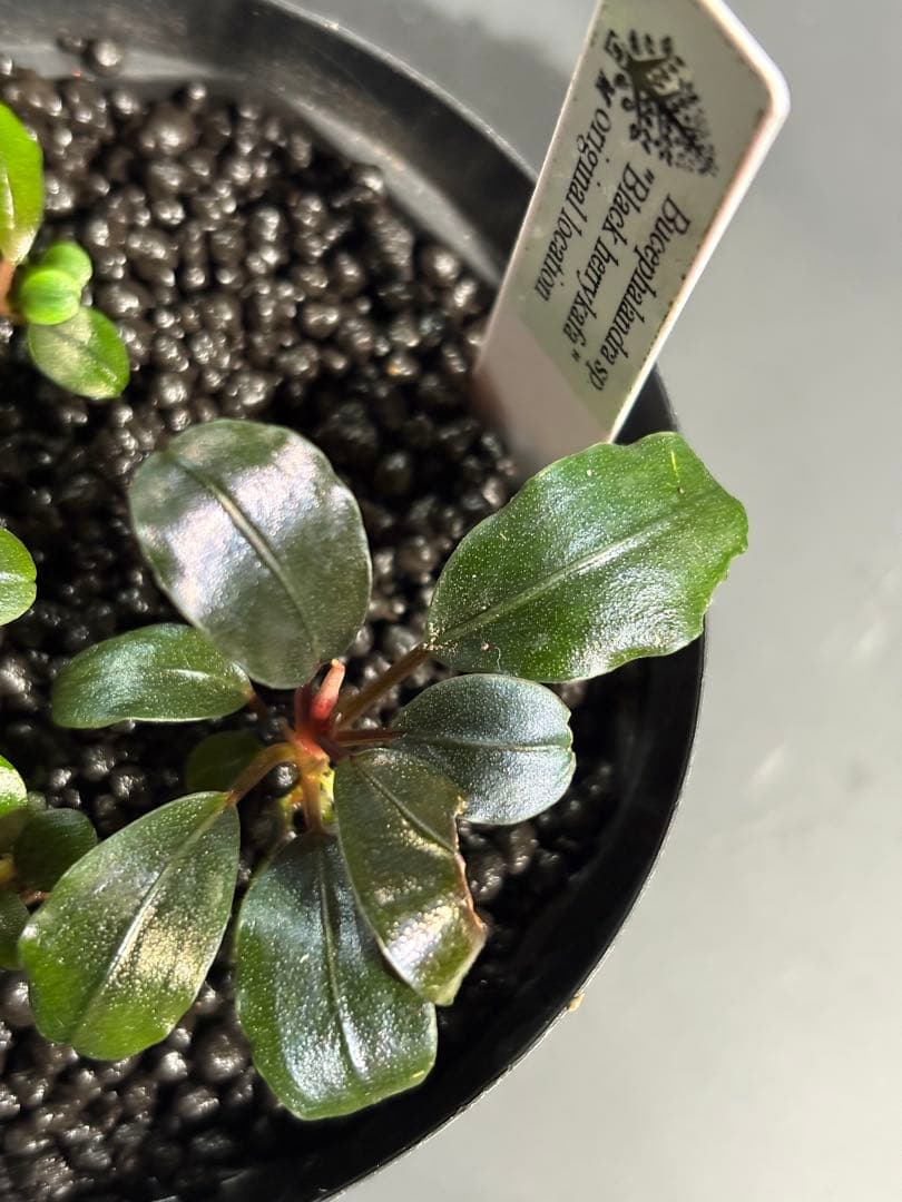 けむ　Bucephalandra sp. Black herrykafa