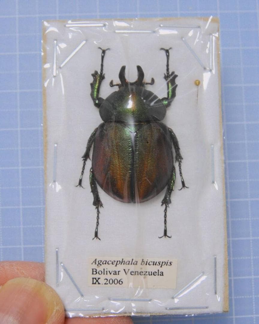 標本 Venezuela Agacephala bicuspis 32mm