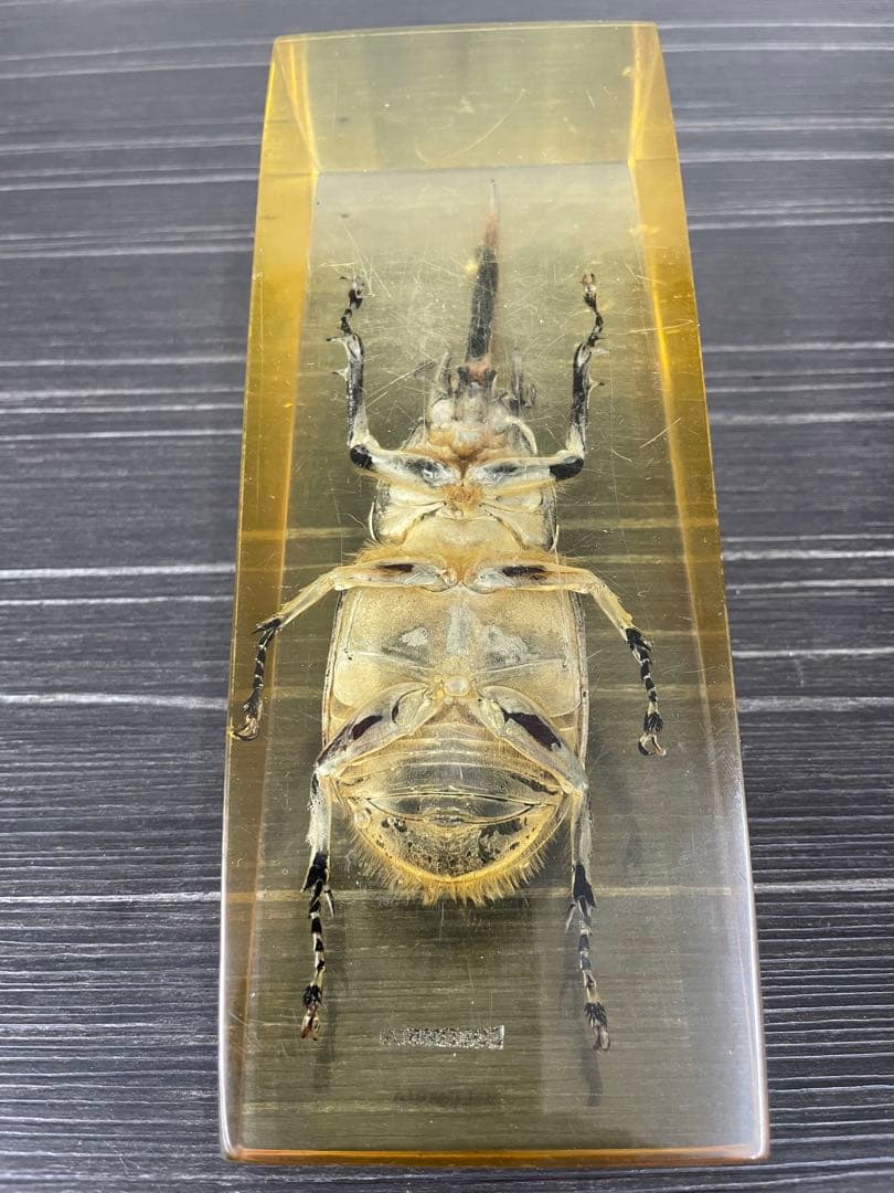 ネプチューンオオカブト　樹脂標本