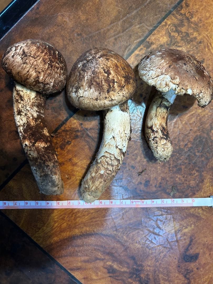 え*ん様 えぐちゃん様 国産松茸　和歌山県高野山産天然松茸3本　約157g