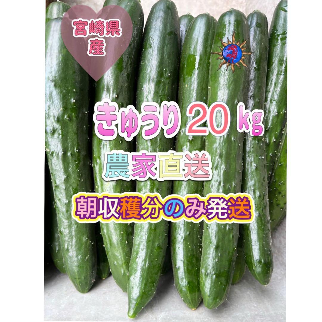 土日発送予定 きゅうり 20キロ 農家直送 新鮮野菜 キュウリ 胡瓜 宮崎県産