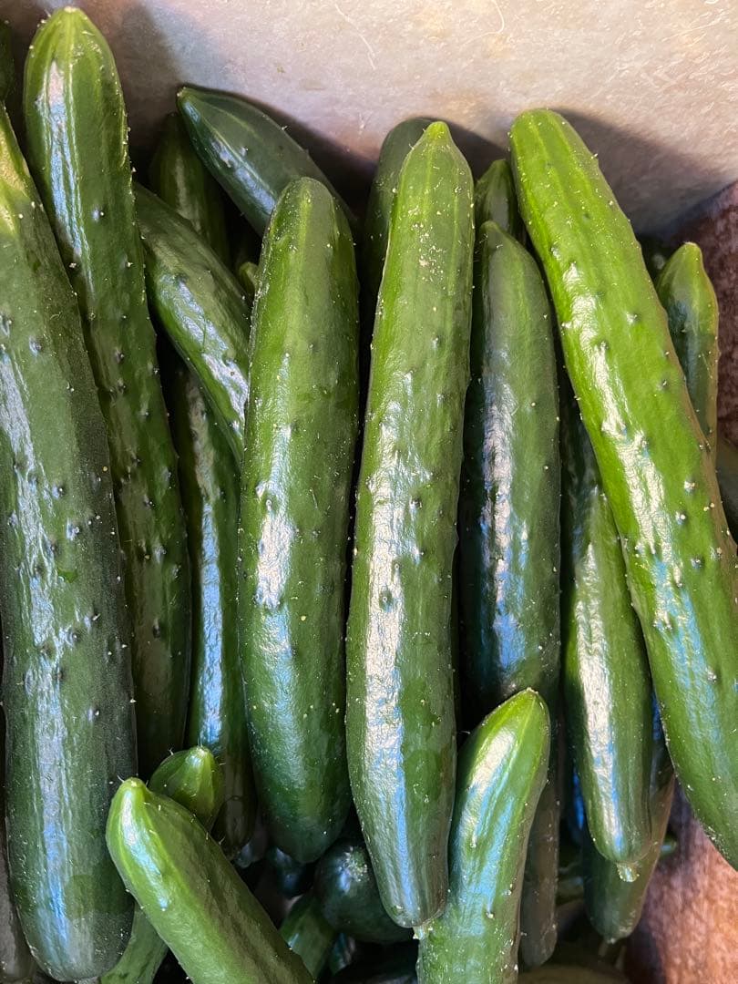 土日発送予定 きゅうり 20キロ 農家直送 新鮮野菜 キュウリ 胡瓜 宮崎県産