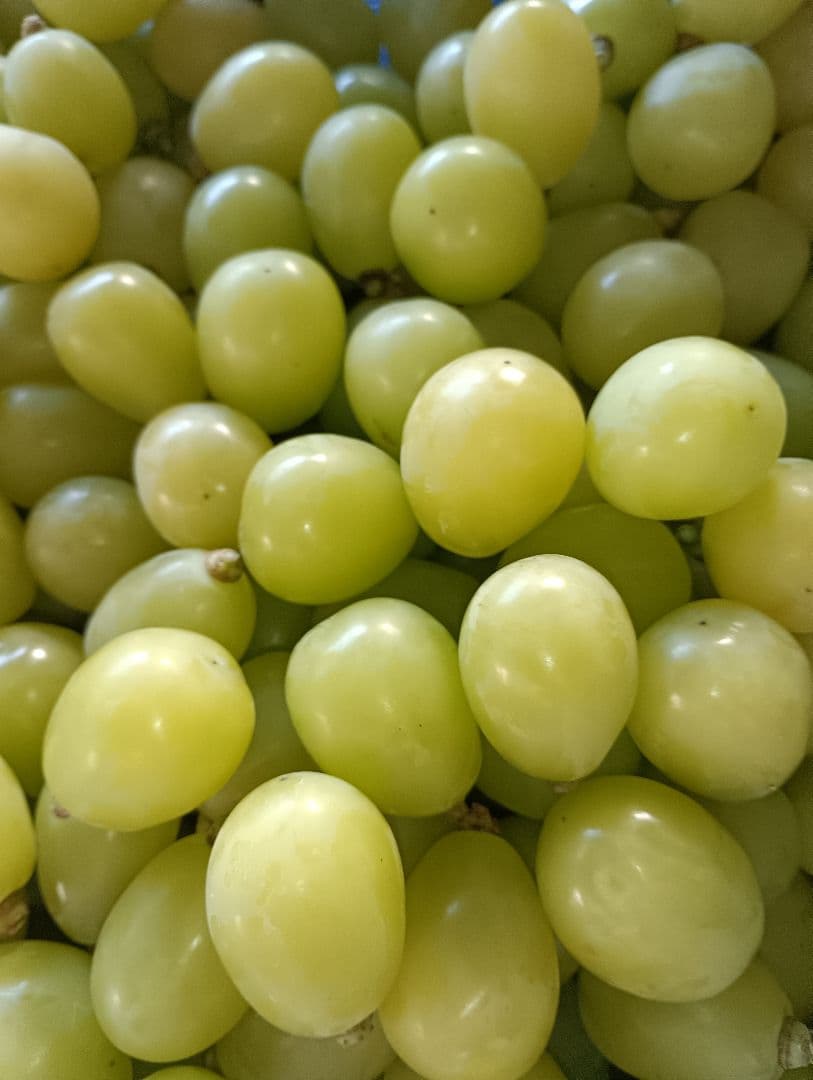 パンダさん専用品。シャインマスカット徳用5.5キロ入りの大粒グリーン多めの粒