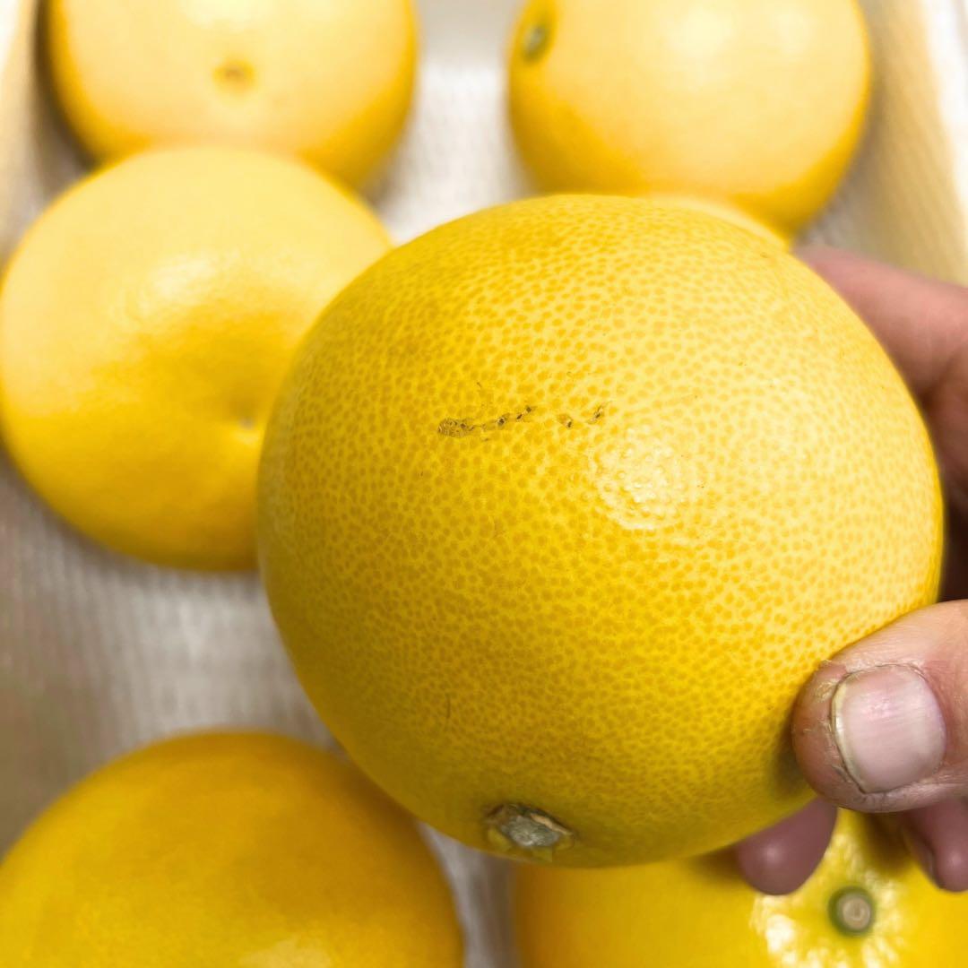 文旦　土佐文旦　ハウス栽培　　42