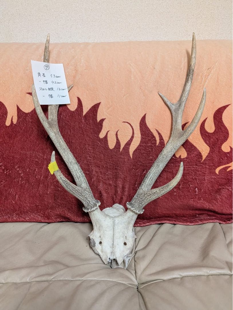【19個限定】下栗の里　日本鹿　スカル　No.7