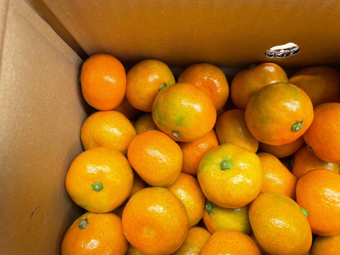 ⑴佐賀県唐津産ハウスみかん 10kg 約300玉