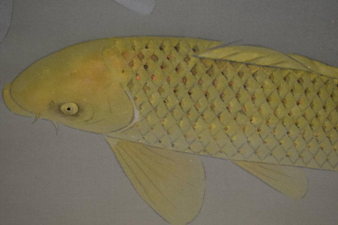 真作/樹下孝太郎/双鯉図/桐共箱太巻箱付/布袋屋掛軸HH-95