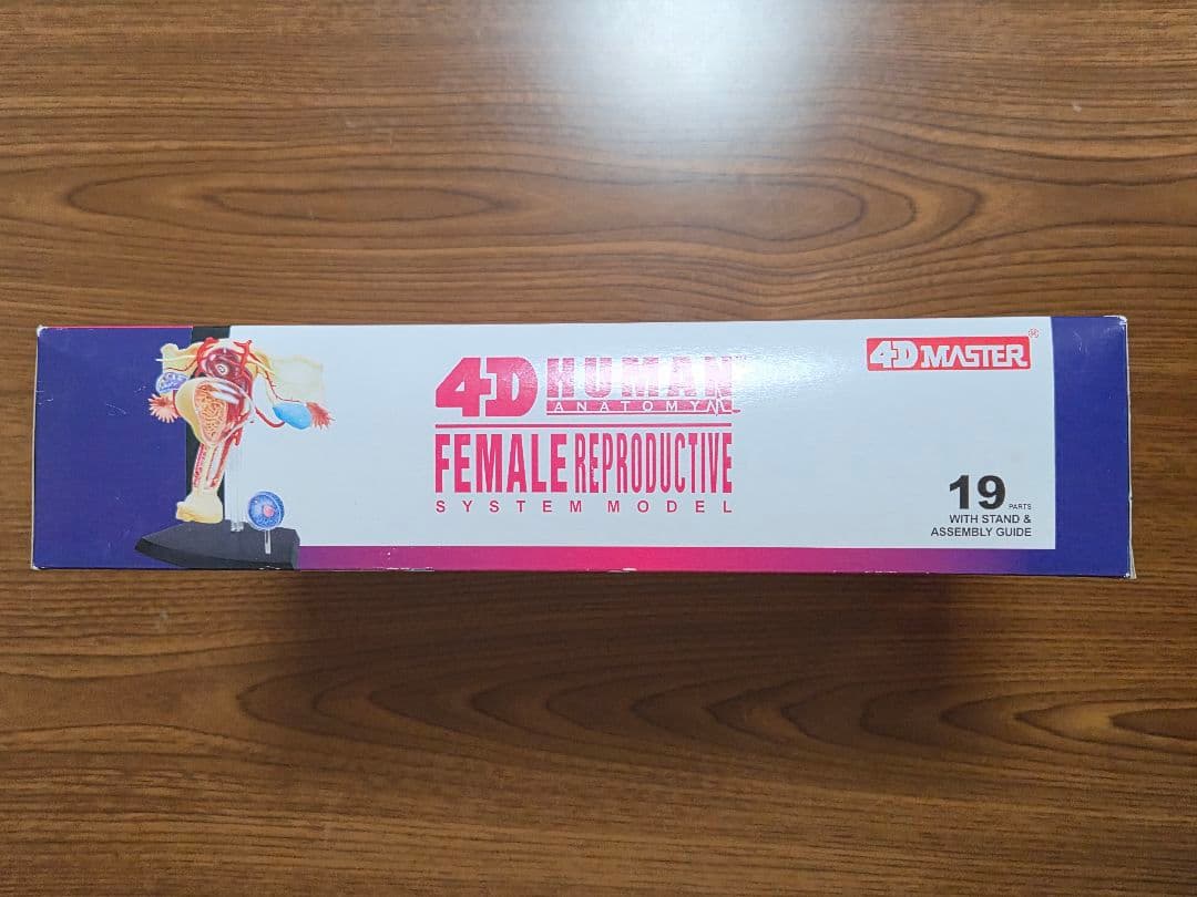 人体模型 4D HUMAN ANATOMYM