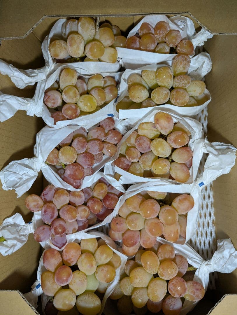 山梨県産ぶどう　スカーレット　10房入り　箱込み約5.2kg