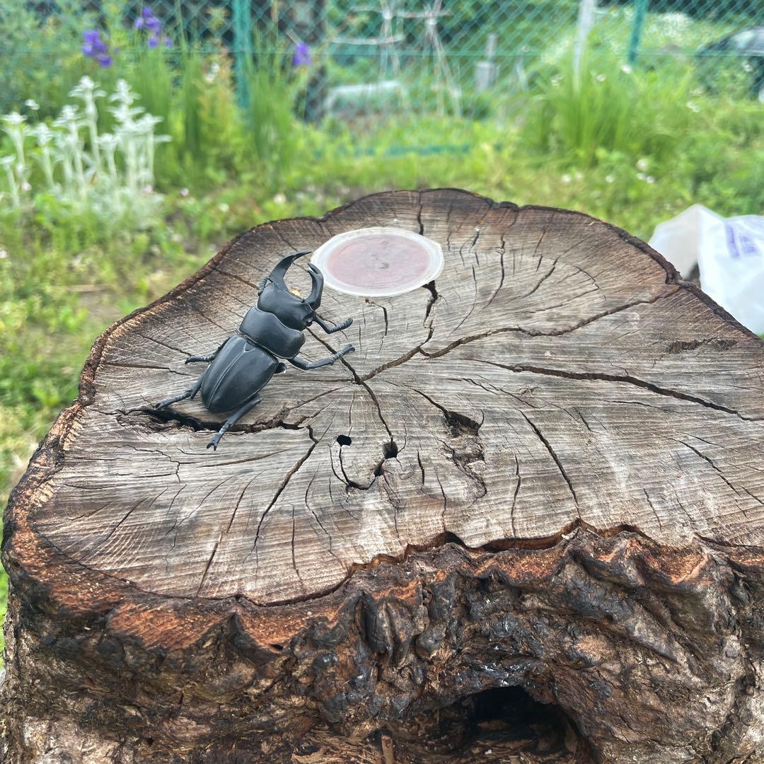 クワリウム　シェルター　登り木　エサ台