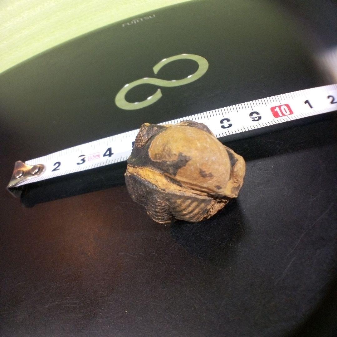 三葉虫　化石　fossil　ボリビア産　トライロバイト　三葉虫個体⑧