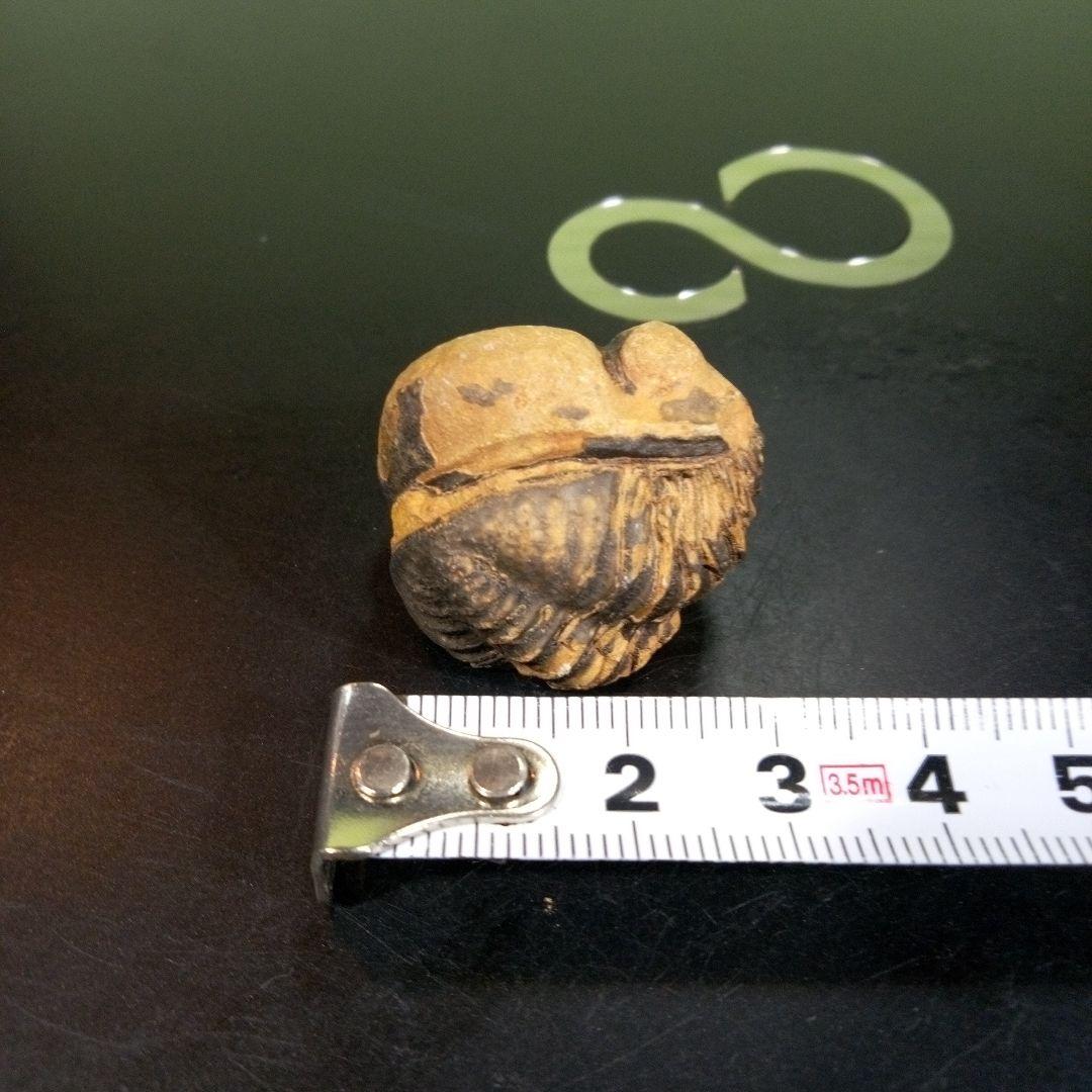 三葉虫　化石　fossil　ボリビア産　トライロバイト　三葉虫個体⑧