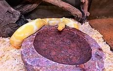 爬虫類　水 エサ入れ　23