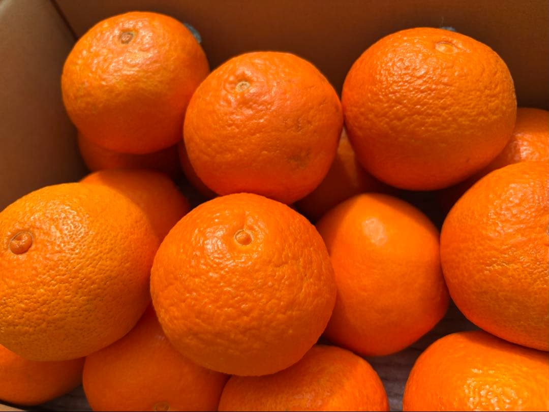 愛媛産大玉あいか