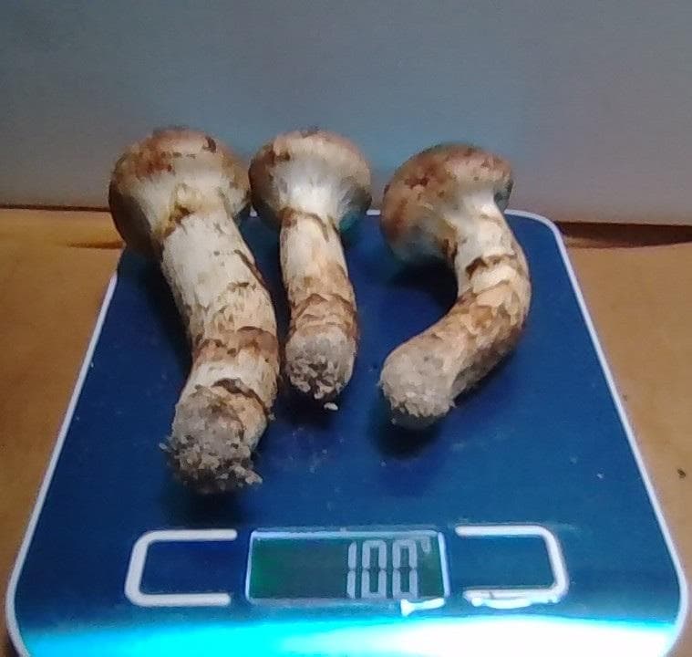 松茸　100g