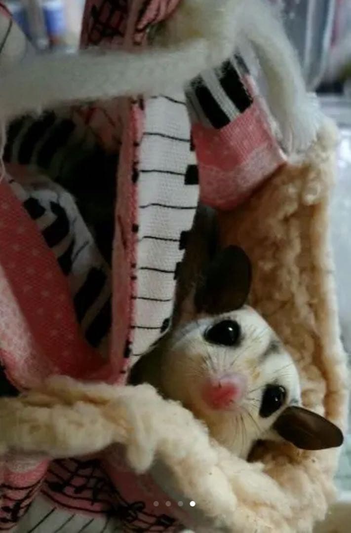 モモンガハウス(おすましハリネズミ柄)ボア茶   冬仕様  1900円