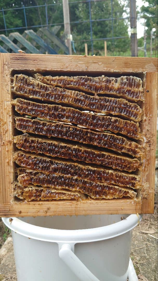 訳あり日本蜜蜂　巣蜜　コムハニー　1200g