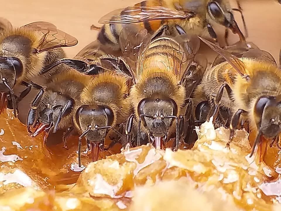 リピーター多数　国産百花蜜 梅酒瓶入り　おまけの蜜蝋付　生産者価格で大放出