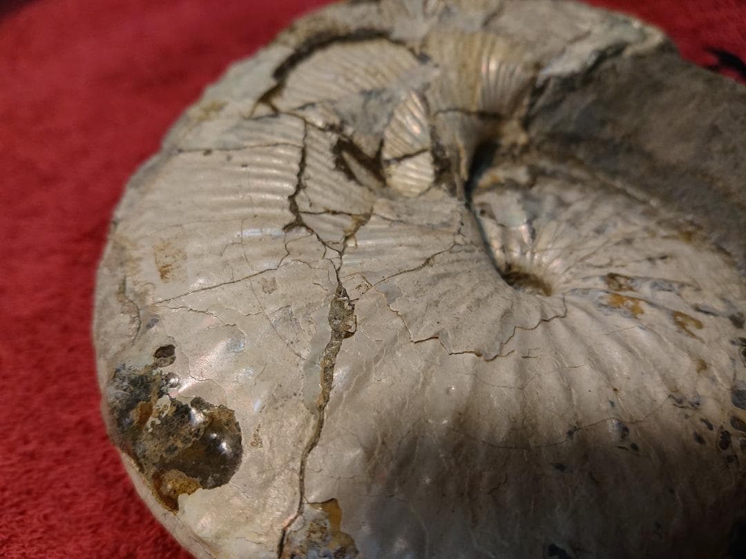 discoscuphites アンモナイト 虹色　化石 原石 鑑賞石 自然石