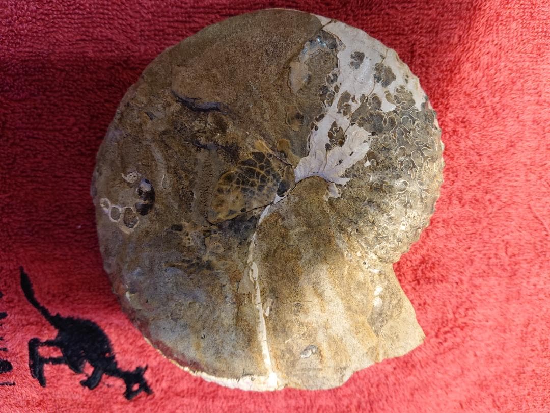 discoscuphites アンモナイト 虹色　化石 原石 鑑賞石 自然石