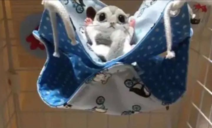 モモンガハウス（動物のサイクリング）秋・春仕様  1850円