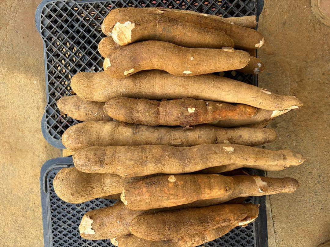 徳之島産キャッサバ生芋イエロー20キロいり