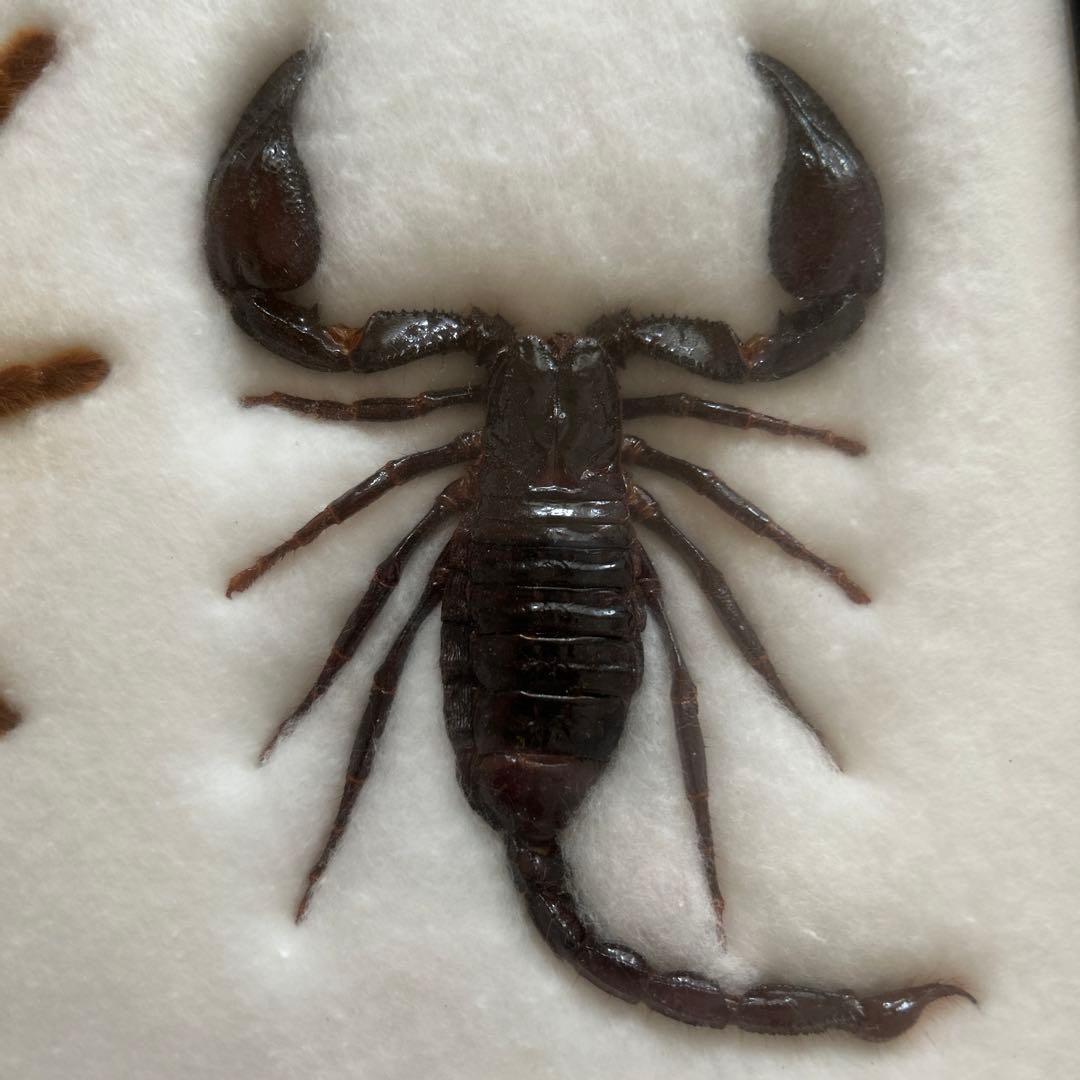 タランチュラとスコーピオンの剥製