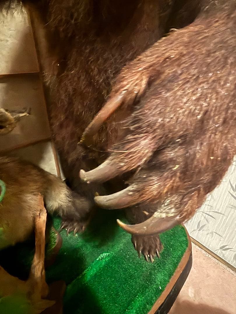 クマの剥製（約110cm）