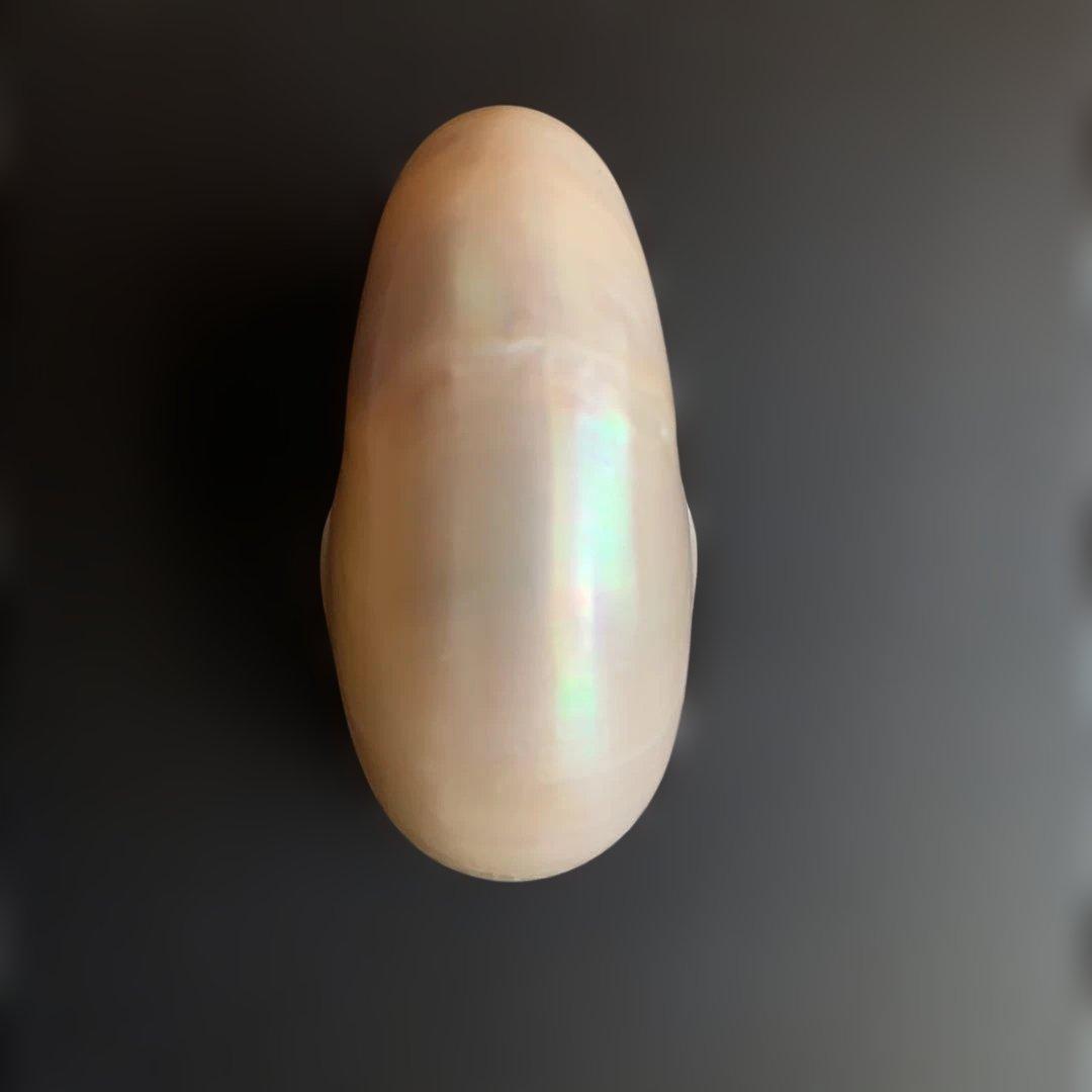 値下げ中！虹色光沢の螺旋貝殻