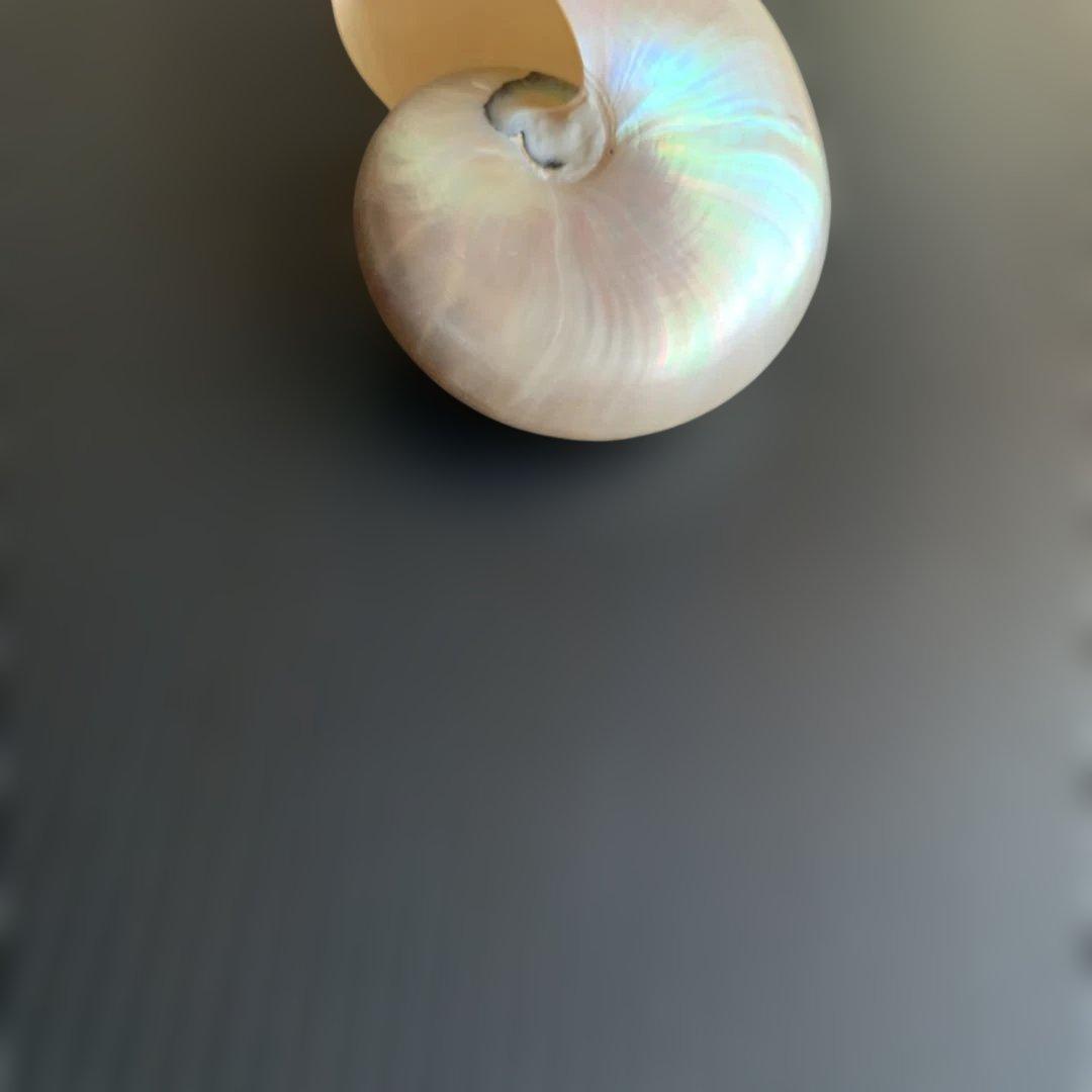 値下げ中！虹色光沢の螺旋貝殻