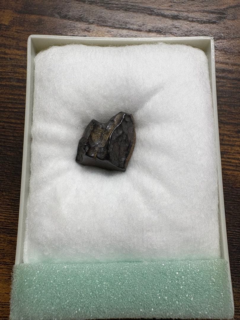 《極稀少品》トリケラトプスの歯（実物）