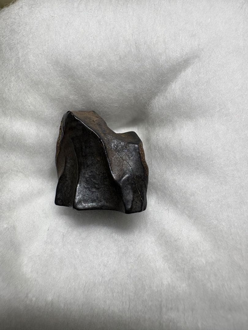 《極稀少品》トリケラトプスの歯（実物）