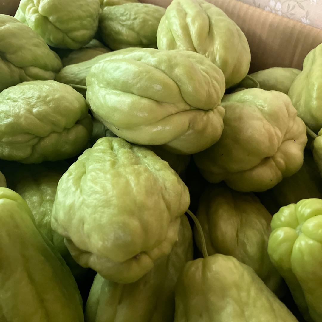 ハヤトウリ　23キロ