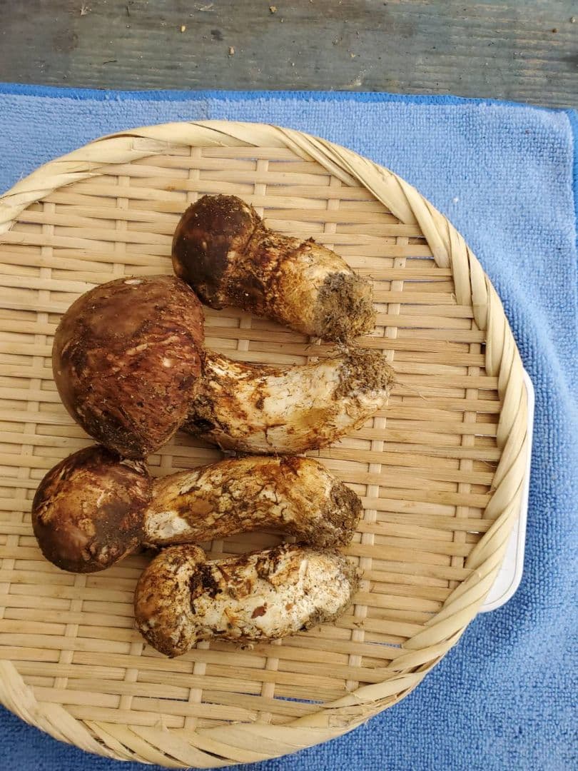 岩手県久慈市産【高級、松茸、つぼみ含】224g