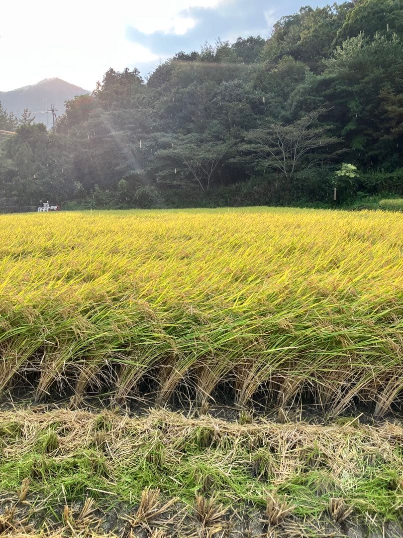 令和7年産【丹波篠山コシヒカリ】白米10kg 7年産も極上米/食味値87点
