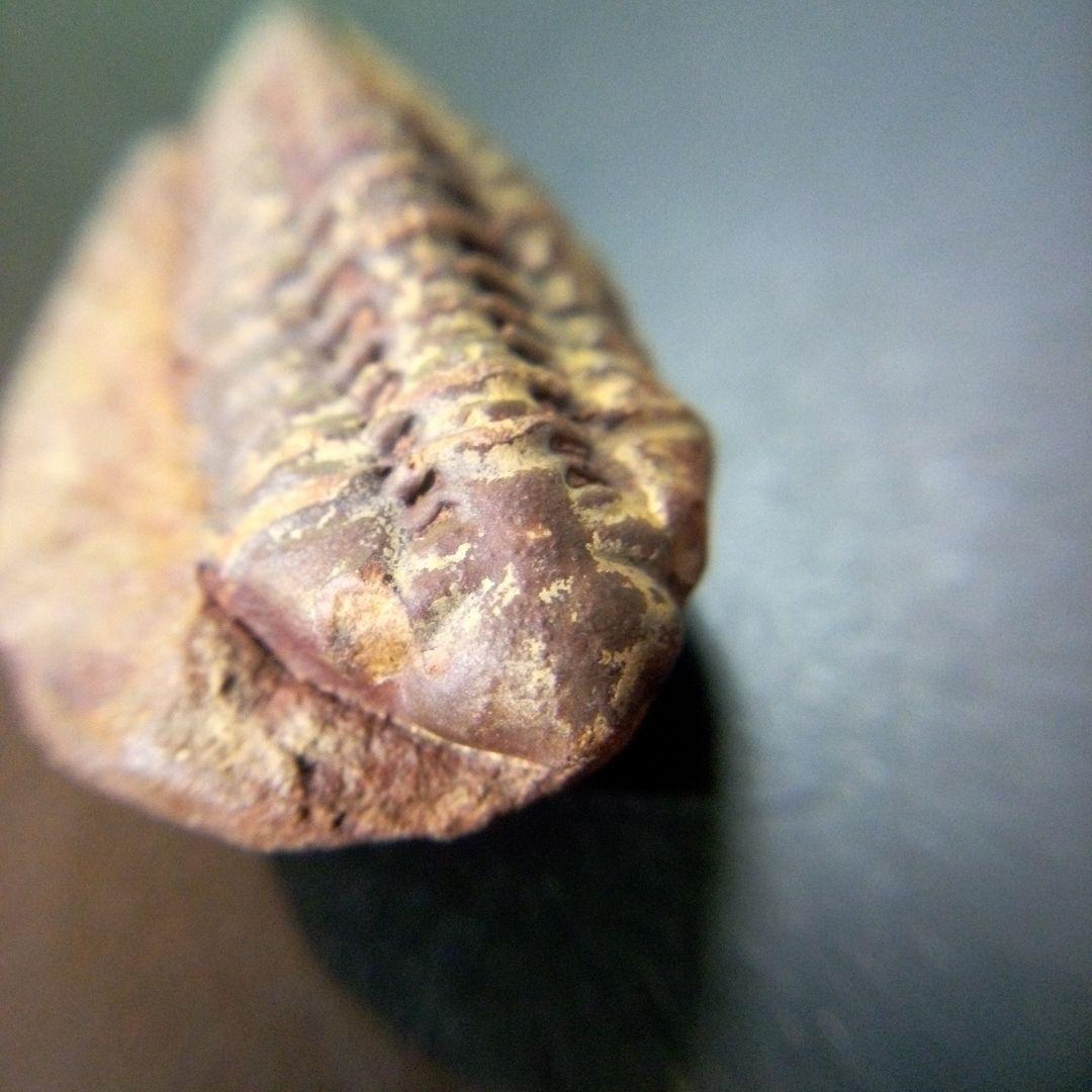 三葉虫　化石　fossil　海　ボリビア産　trilobite　海生動物分類⑩