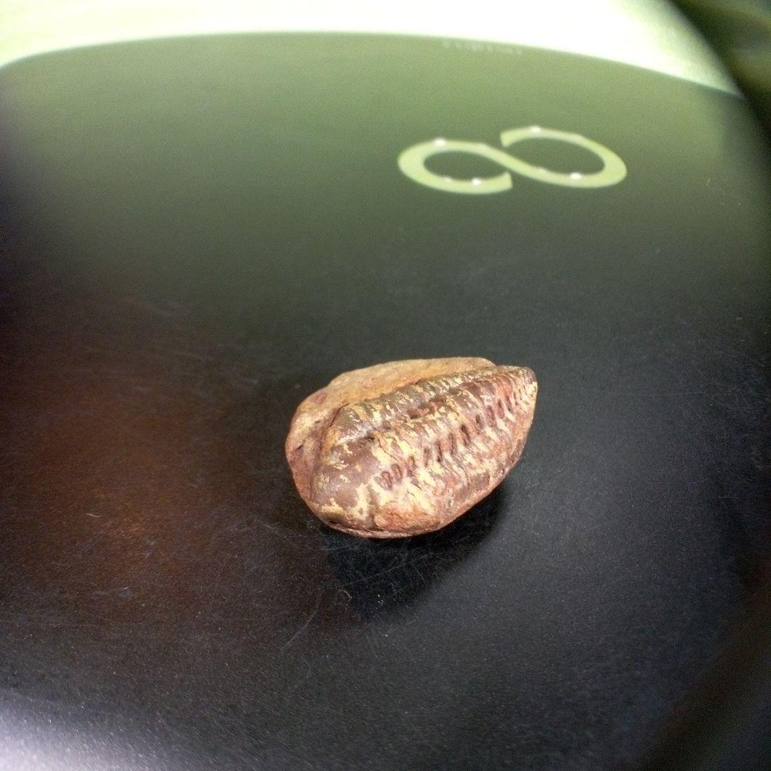 三葉虫　化石　fossil　海　ボリビア産　trilobite　海生動物分類⑩