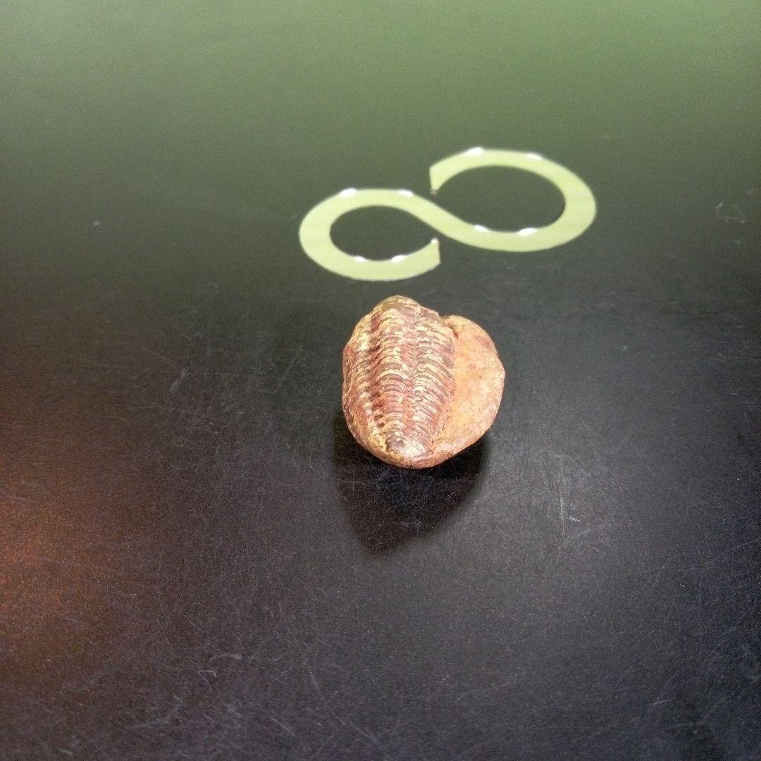 三葉虫　化石　fossil　海　ボリビア産　trilobite　海生動物分類⑩