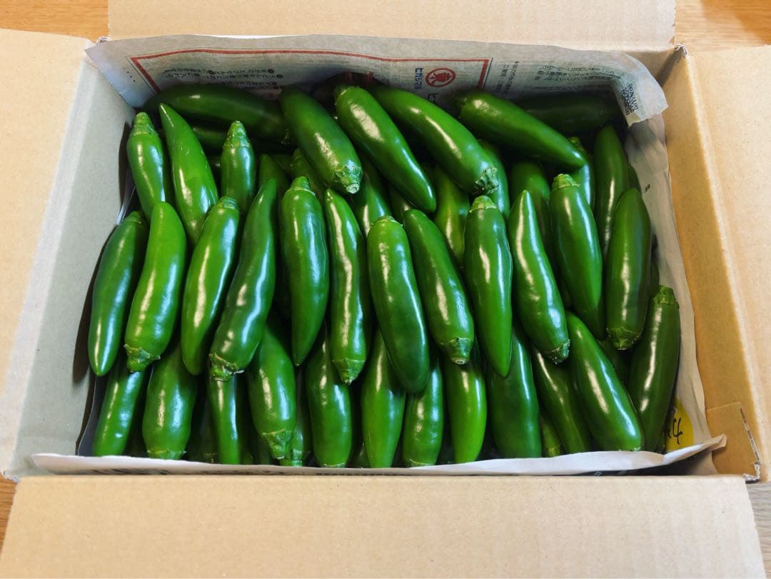 終了間際の今だけ価格！⑨栃木県産フレッシュハラペーニョ！箱込み約10kg