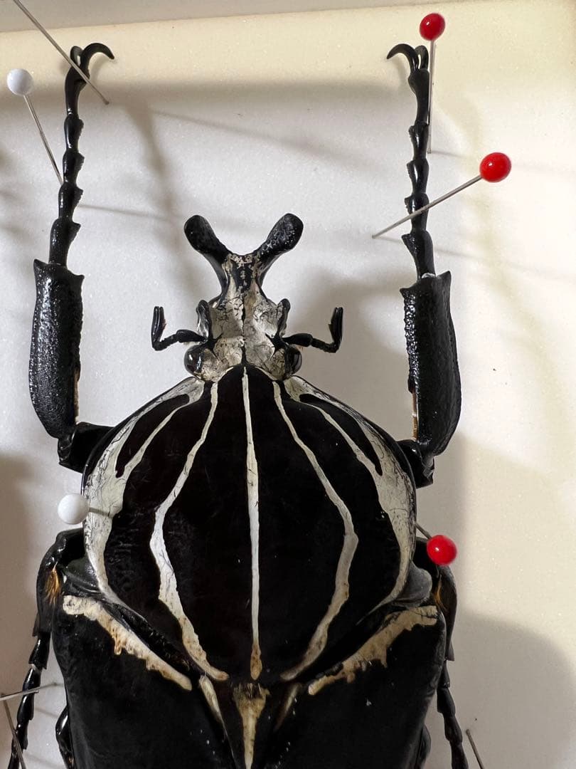 カメルーン　ゴライアスゴライアタス　約92mm+