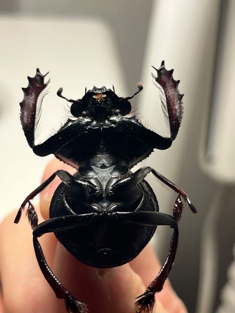 【属内最大種】Pachysoma アカアシタマオシハネナシコガネ　フンチュウ標本